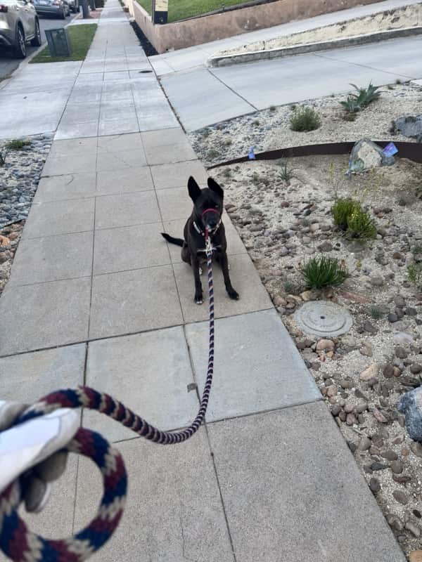 A picture of a black dog named Bowie sitting, taken on March 7 2026 at 6:28 am